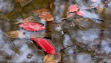 Red-Leaf-and-rain-drops
