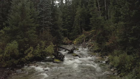Stream-with-fast-water-flowing-surrounded-by-tall-pine-trees