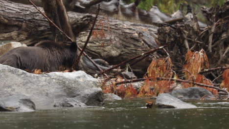Young-Grizzly-Bear-explores-riverbank,-Great-Bear-Rainforest,-British-Columbia