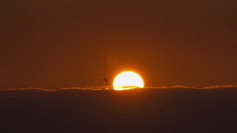 Cinematic-shot-of-fiery-red-sun-glowing-on-the-sky-with-a-eagle-bird-silhouette-flying-across-the-sky-at-sunset-golden-hours