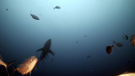 Kampf-Vernarbter-Weißer-Hai-Carcharodon-Carcharias-4k-Stark-Vernarbter-Hai-Nahaufnahmen-Neptuninseln-Südaustralien