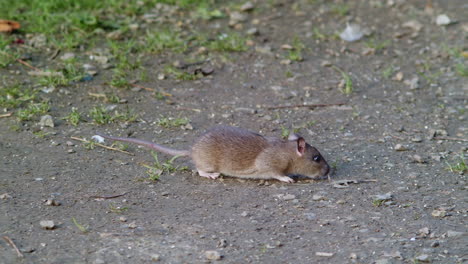 Common-Wild-Rat-Foraging-For-Food-In-The-Wilderness