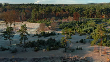 Sand-Dunes-With-Lush-Scots-Pine-Woods-In-Soesterduinen-Nature-Park-In-The-Netherlands