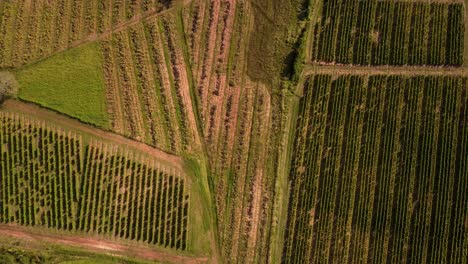 Minimalist-drone-footage-fly-above-vineyard-during-golden-hour