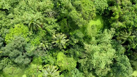 Luftaufnahme-Des-Tiefgrünen-Waldes-Oder-Des-Dschungels-In-Der-Regenzeit