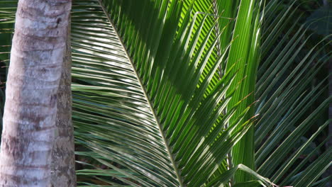 Sunlight-On-Palm-Leaves-In-Tropical-Beach-At-Sri-Lanka