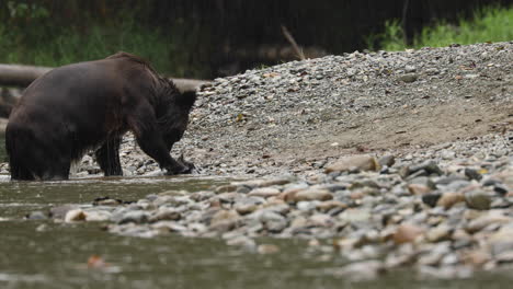 Grizzly-Bear-eats-salmon-on-riverbank