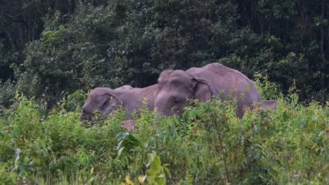 Herde-An-Einem-Windigen-Nachmittag-Hinter-Hohem-Gras-Gesehen,-Indischer-Elefant,-Elephas-Maximus-Indicus,-Thailand