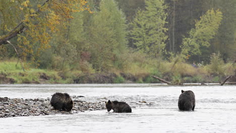 Tres-Osos-Grizzly-Nadando-Y-Pescando-En-El-Río-En-El-Gran-Bosque-Lluvioso-De-Osos-En-Columbia-Británica,-Canadá