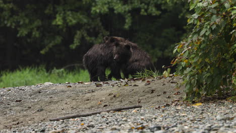 Two-Young-Grizzly-Bear-Drenched-In-The-Rain-At-Great-Bear-Rain-Forest-In-BC,-Canada