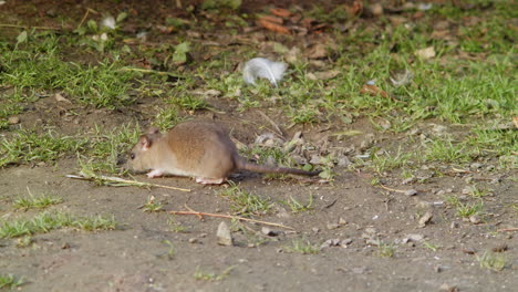 Rata-Buscando-Comida-En-El-Suelo-Del-Parque---Forraje-De-Roedores