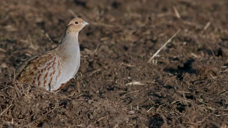 Perfect-closeup-of-gray-partridge-bird-walking-on-road-and-grass-meadow-feeding-and-hiding