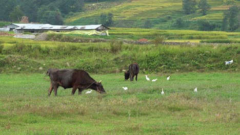 Cows-grazing-in-the-pasture-with-some-cattle-egrets-walking-around