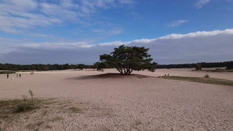 Smooth-aerial-approach-of-solitary-pine-tree-on-a-hill-in-the-middle-of-the-Soesterduinen-sand-dunes-in-The-Netherlands-with-blue-sky-and-cloud-blanket-behind