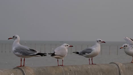 Three-individuals-on-a-concrete-railing-just-before-dark-while-others-fly-around,-Seagulls,-Bang-Pu-Recreation-Center,-Thailand