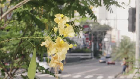 Static-shot-of-a-Honey-bee-on-a-beautiful-yellow-flower-on-a-bright-sunny-day-and-blur-view-of-the-road-behind-with-fast-moving-traffic-and-a-traffic-signal-along-with-a-few-people-waiting-to-cross