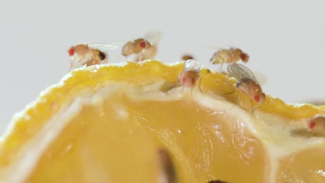 Extreme-Nahaufnahme-Fruchtfliegen,-Die-Sich-An-Einer-Verrottenden-Zitrone-Ergötzen