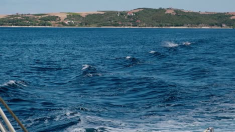 Dos-Delfines-Rompiendo-En-El-Mar-Azul