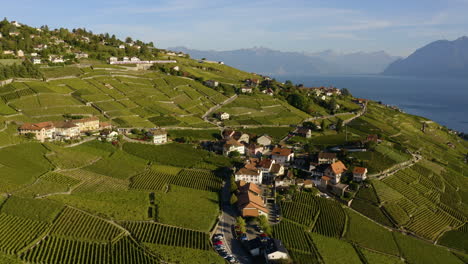 Drone-Over-Lush-Green-Vineyard-By-The-Shore-Of-Lake-Geneva-Near-Aran-Village-In-Lavaux,-Switzerland