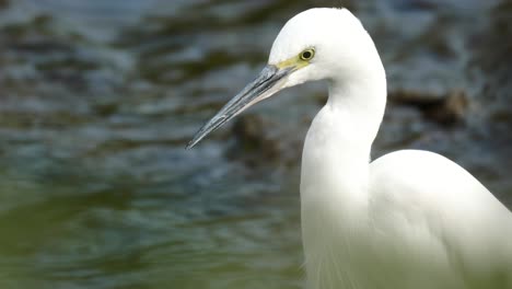 Closeup-Portrait-Of-A-Little-Egret-On-Freshwater-Stream-Hunting-For-Food