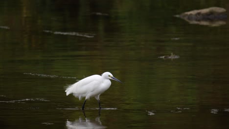 White-Little-Egret-Wading-In-The-Shallow-Water-Of-River-To-Forage