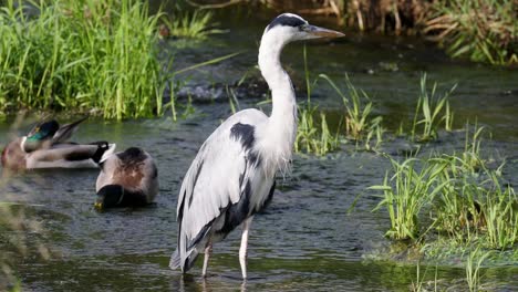 Close-Up-Of-Grey-Heron-Standing-In-Shallow-Stream-With-Mallard-Ducks-In-Background