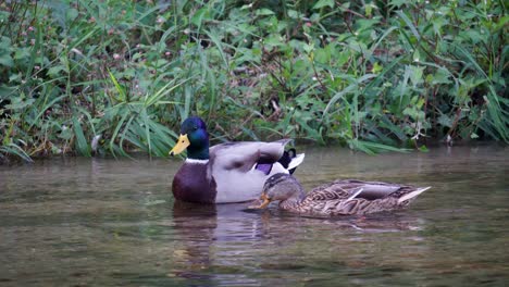 A-Couple-Of-Mallards-Swimming-On-Freshwater-Creek-At-Daytime