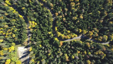 Top-down-drone-view-above-an-alpine-forest-in-autumn