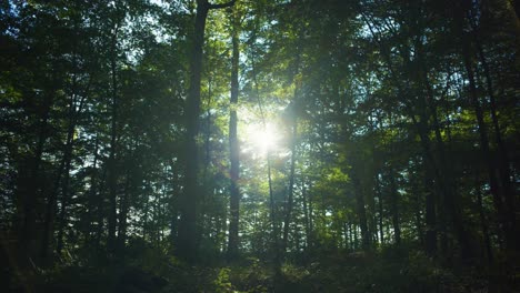 4k-Filmische-Szenische-Aufnahme-Eines-Waldes-Bei-Schwachem-Licht-Gegen-Die-Sonne