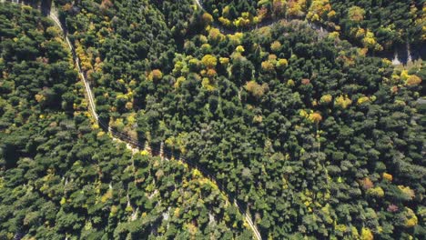 Drohnenansicht-Von-Oben-Nach-Unten-über-Einem-Alpinen-Wald-Im-Herbst