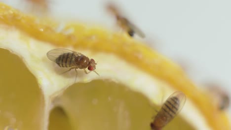 Extreme-closeup-fruit-fly-cleaning-while-sitting-on-a-lemon