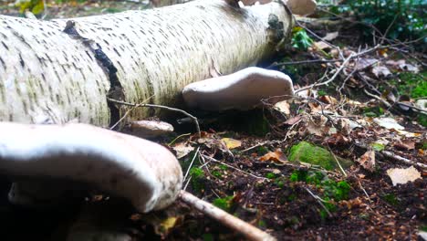 Woodland-forest-polypore-wild-mushroom-fungi-growing-on-fallen-white-birch-tree-trunk-low-right-dolly