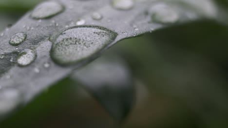 Macro-Shot-Of-Raindrops-On-Green-Leaf