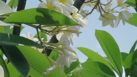 Flores-Blancas-En-Hojas-Verdes-Que-Soplan-En-El-Viento-Contra-El-Fondo-Del-Cielo