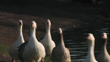 Scene-with-geese-walking-fast-near-lake-in-Buenos-Aires-park