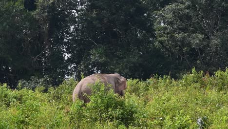 One-seen-moving-through-tall-plants-and-grass-during-a-warm-afternoon,-Indian-Elephant,-Elephas-maximus-indicus,-Thailand