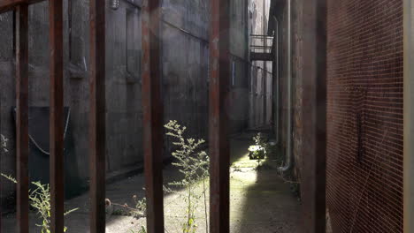 Alley-overgrown-with-weeds-between-prison-cellblocks-at-Eastern-State-Penitentiary
