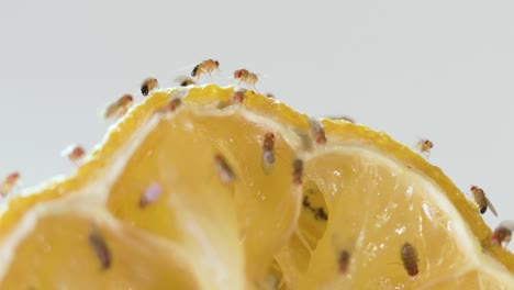Makro-Fruchtfliegen,-Die-Auf-Verrottenden-Zitronenfrüchten-Kriechen