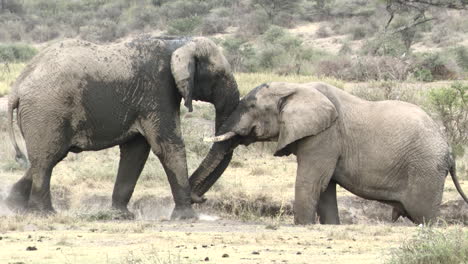 Afrikanischer-Elefantenbulle,-Der-Zur-Begrüßung-Auf-Andere-Zugeht