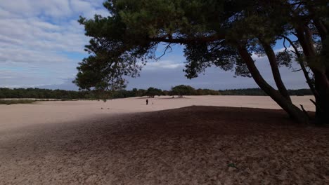 Fly-through-aerial-beneath-solitary-pine-tree-on-a-hill-in-the-middle-of-the-Soesterduinen-sand-dunes-in-The-Netherlands-with-blue-sky-and-cloud-blanket-behind