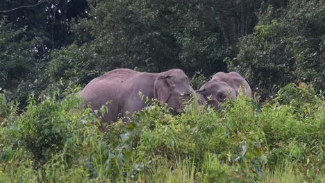 Two-adult-elephants-facing-each-other-as-seen-through-tall-grass-and-plants-then-a-younger-individual-walks-right-in-between-them-towards-the-right