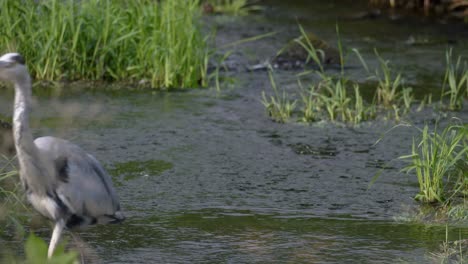 Grey-Heron-Walking-The-River-With-Green-Plants