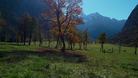 Bunte-Und-Lebendige-Ahornbäume-Am-Ahornboden-Mit-Roten-Und-Gelben-Herbstblättern-Im-Sonnigen-Herbst-In-Den-Alpen-In-Tirol,-österreich-Mit-Einem-Wald-Am-Touristischen-Reiseort-Rissach-Engtal