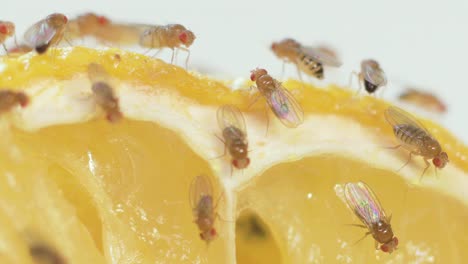 Fruit-flies-cleaning-themselves-in-macro