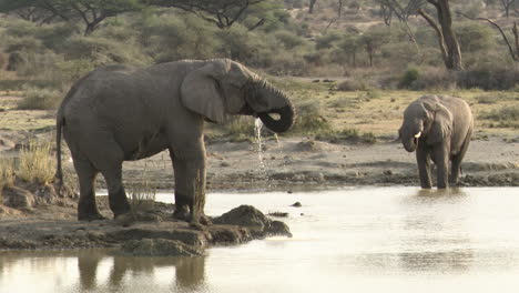 Afrikanische-Elefantenbullen,-Die-Aus-Dem-See-Trinken