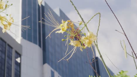 Blooming-yellow-flowers-on-background-of-office-building