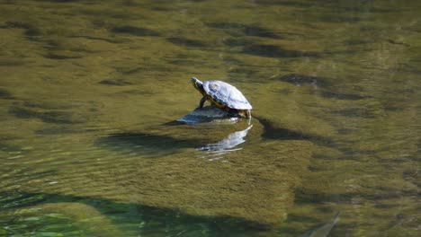Gelbbauch-Schmuckschildkröte-Ruht-Auf-Einem-Stein-In-Einem-Teich-In-Südkorea