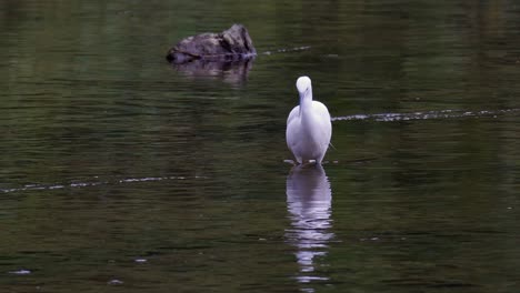 Foraging-Little-Egret-With-Reflection-On-Clear-Water-Of-A-River