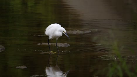 Little-Egret-On-Shallow-Stream-Looking-For-Food