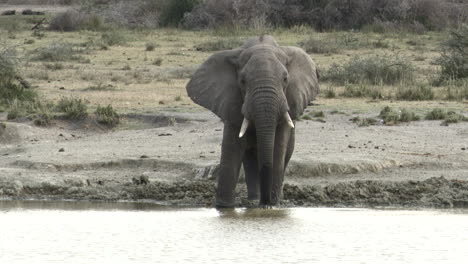 Afrikanischer-Elefantenbulle,-Der-Vom-See-Trinkt,-Vorderansicht